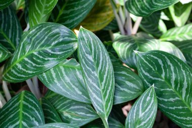 Leaves of the Chinese evergreen species Aglaonema nitidum clipart