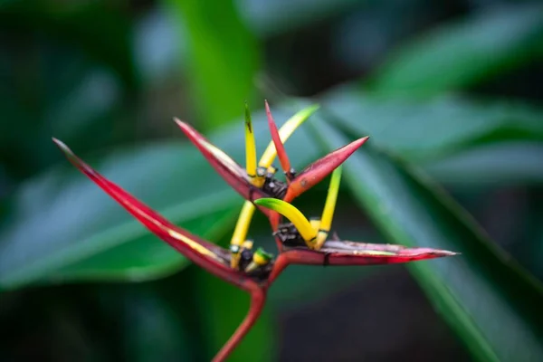 Heliconia Species Heliconia Mathiasae — 스톡 사진
