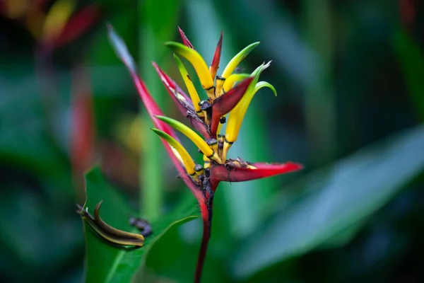 Heliconia Species Heliconia Mathiasae — 스톡 사진
