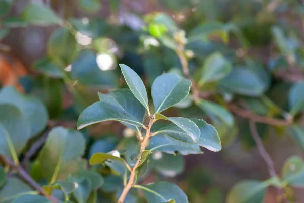 Leaves Tree Species Maytenus Canariensis Endangered Endemic Canary Islands — Stock Photo, Image
