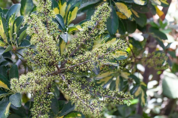 Blütenstand Eines Zwergschirmbaums Heptapleurum Arboricola — Stockfoto
