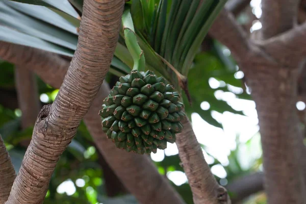 一种普通松木的果实 潘达努斯 — 图库照片