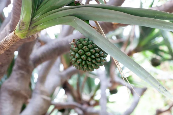 一种普通松木的果实 潘达努斯 — 图库照片