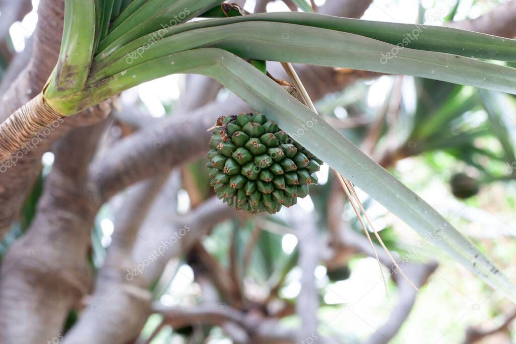 Fruto de un árbol de tornillo común, Pandanus utilis 2023