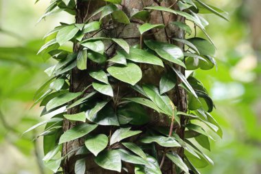 Bir fig, Ficus sagittata, yağmur ormanındaki bir ağaçta.. 