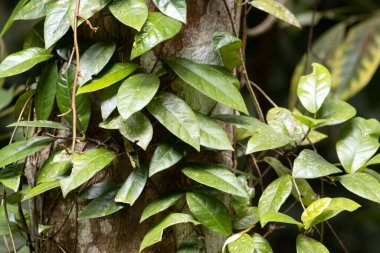 Bir fig, Ficus sagittata, yağmur ormanındaki bir ağaçta.. 