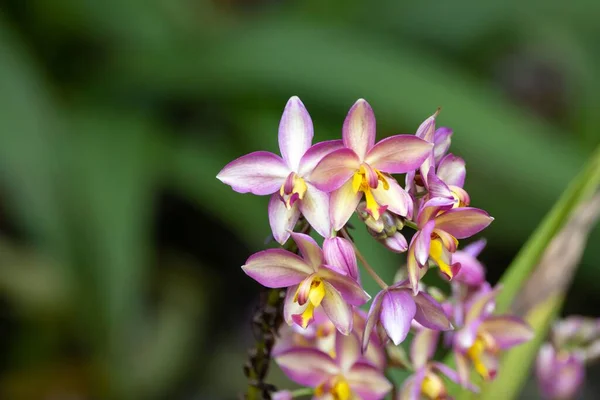 Flores Especie Orquídea Púrpura Spathoglottis Unguiculata — Foto de Stock