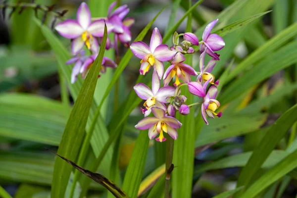 Flores Especie Orquídea Púrpura Spathoglottis Unguiculata — Foto de Stock