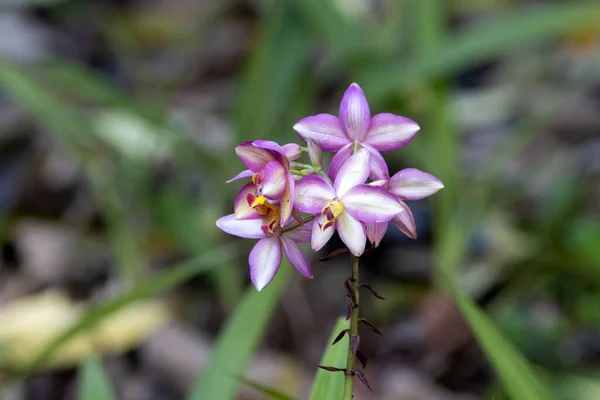 Kwiaty Storczyka Fioletowego Gatunku Spathoglottis Unguiculata — Zdjęcie stockowe