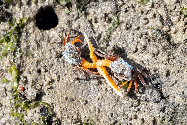 Orange Fiddler Crabs Gelasimus Vocans Mangrove Mudflat Southeast Asia — Stock Photo, Image
