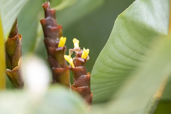 祈りの植物種の花 Calatha Lutea — ストック写真