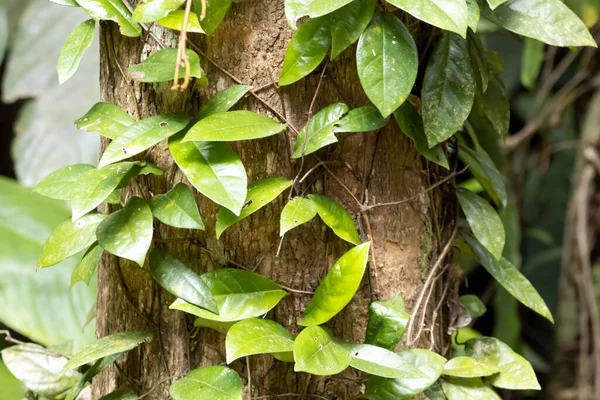 Higo Que Arrastra Ficus Sagittata Árbol Bosque Lluvioso —  Fotos de Stock