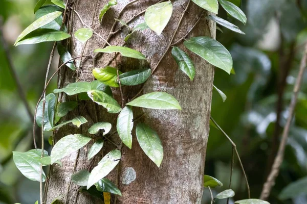 Higo Que Arrastra Ficus Sagittata Árbol Bosque Lluvioso — Foto de Stock