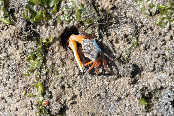 stock image Orange fiddler crab, Gelasimus vocans, on a mangrove mudflat in Southeast Asia