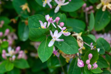 Hanımeli türünün çiçeği Lonicera purpurpurascens