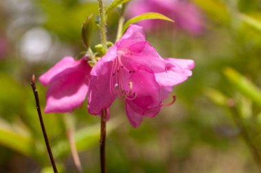 Rododendron türünün çiçeği Rododendron albrechtii