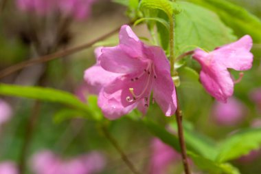 Rododendron türünün çiçeği Rododendron albrechtii