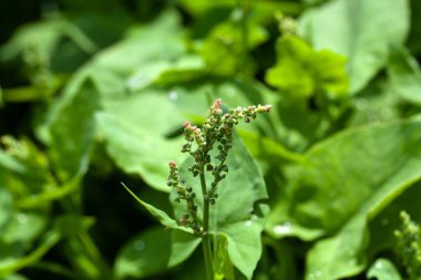 Fransız Sorrel bitkisinin aşılanması, Rumex Scutatus