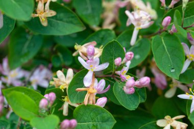 Hanımeli türünün çiçeği Lonicera purpurpurascens