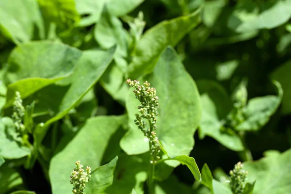 Blütenstand Einer Französischen Sauerampferpflanze Rumex Scutatus — Stockfoto