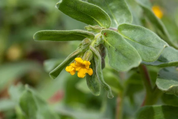Flor Uma Planta Alcalina Amarela Alkanna Orientalis — Fotografia de Stock