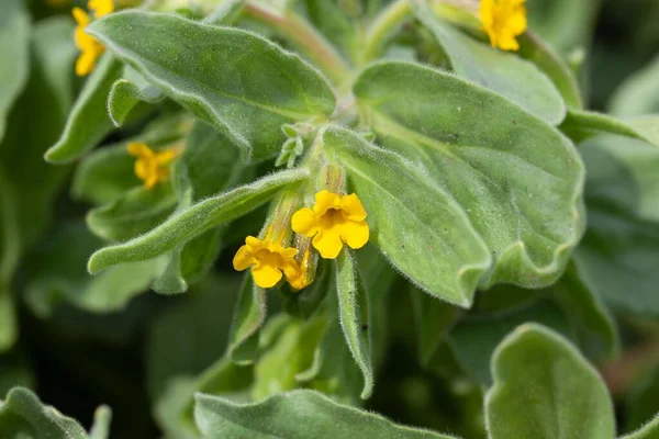 Blüte Einer Gelben Alkanet Pflanze Alkanna Orientalis — Stockfoto