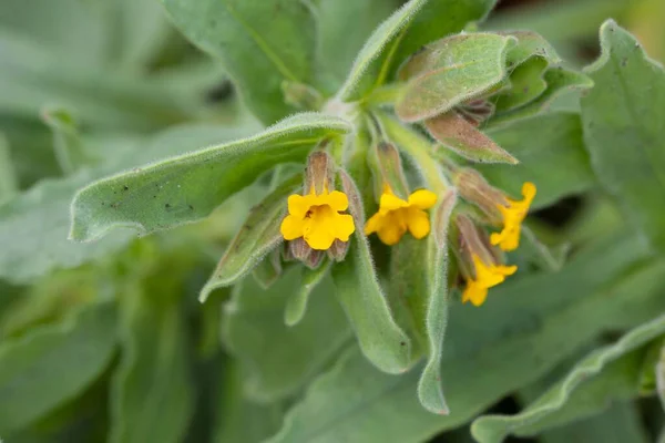 Květ Žluté Rostliny Alkanet Alkanna Orientalis — Stock fotografie