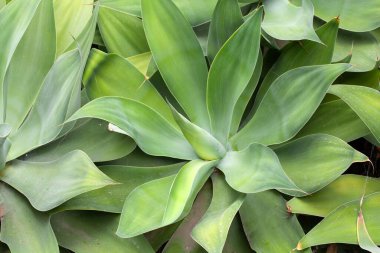 Bir tilki kuyruklu agava, Agave attenuata, Orta Amerika 'dan bir tür.. 