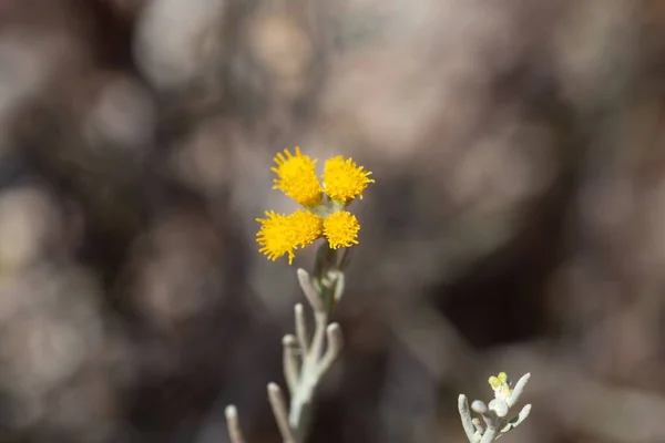 Blüten Der Art Senecio Filaginoides — Stockfoto
