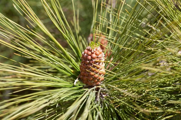 Een Volwassen Kegel Cluster Van Een Canarische Eiland Dennen Pinus — Stockfoto