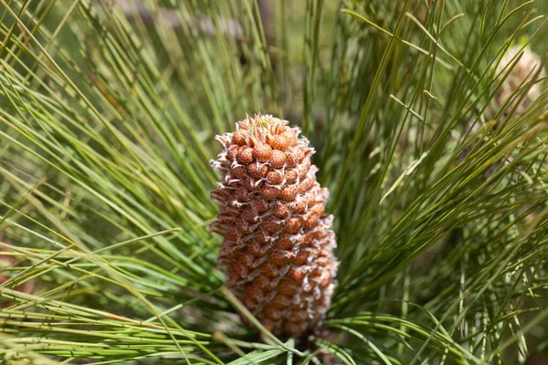 Een Volwassen Kegel Cluster Van Een Canarische Eiland Dennen Pinus — Stockfoto