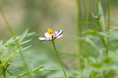 Kral salata bitkisinin çiçeği, Cosmos caudatus