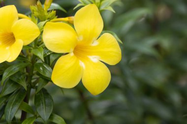 Bir çalılığın çiçeği, Allamanda schottii, Güney Amerikalı bir tür.. 