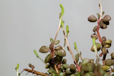 Peperomia türünün enfloresans ve yaprakları Peperomia pruinosifolia