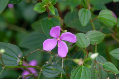 Orta Amerika 'dan bir tür olan Arthrostemma ciliatum bitkisinin çiçeği