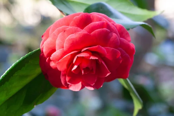 Kwiat Czerwonej Japońskiej Kamelii Camellia Japonica — Zdjęcie stockowe