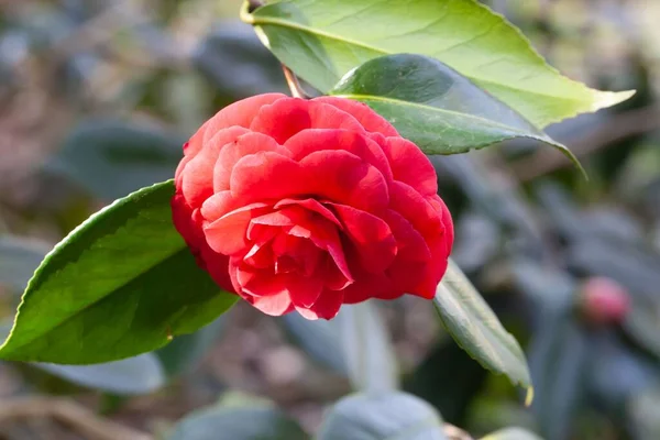 Kwiat Czerwonej Japońskiej Kamelii Camellia Japonica — Zdjęcie stockowe