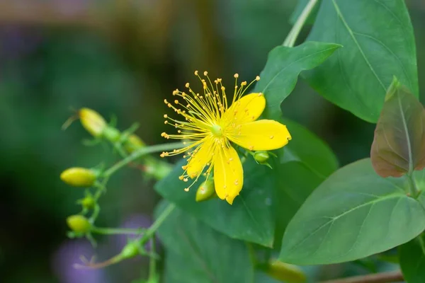 Flower of a Hypericum grandifolium plant, a species from the Canary Islands