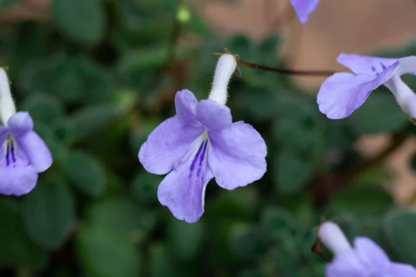 Flower False African Violet Streptocarpus Saxorum — Stock Photo, Image