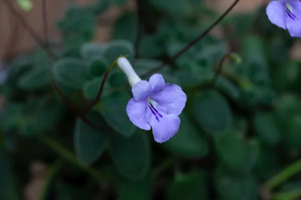 Flower False African Violet Streptocarpus Saxorum — Stock Photo, Image