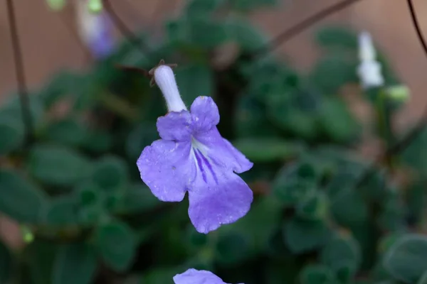 Flor Una Falsa Violeta Africana Streptocarpus Saxorum — Foto de Stock