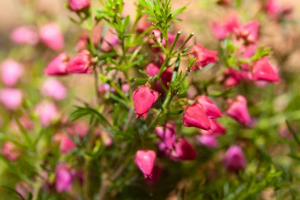 Blüten Einer Roten Boronia Boronia Heterophylla — Stockfoto