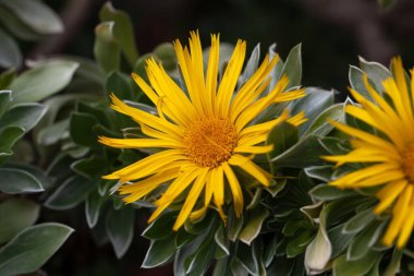 Kanarya Adası papatyasının çiçeği, Asteriscus sericeus, Kanarya Adaları 'nın endemik bir türüdür.. 