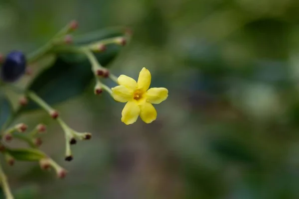 Квітка Жовтої Жасмини Jasminum Odoratissimum Вид Канарських Островів — стокове фото