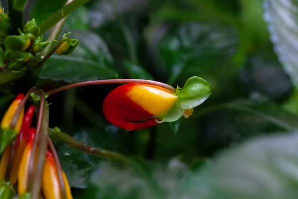 Kongói Kakadunövény Virága Impatiens Niamniamensis — Stock Fotó