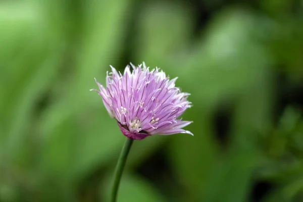Flower of the wild onion species Allium ledebourianum, from Central Asia.