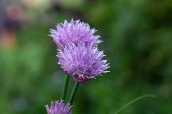Květ Divoké Cibule Druhu Allium Ledebourianum Střední Asie — Stock fotografie