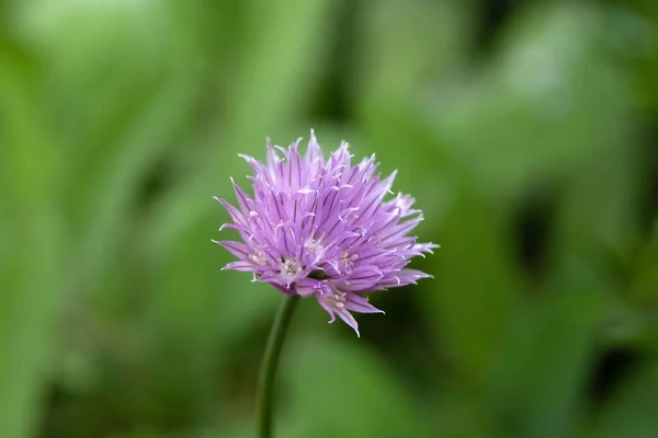 Kwiat Dzikiej Cebuli Gatunku Allium Ledebourianum Azji Środkowej — Zdjęcie stockowe