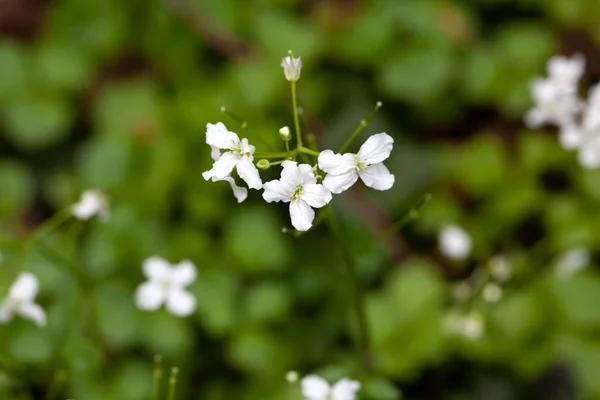 Blossom Trefoil Cress Cardamine Trifolia — Stock Photo, Image