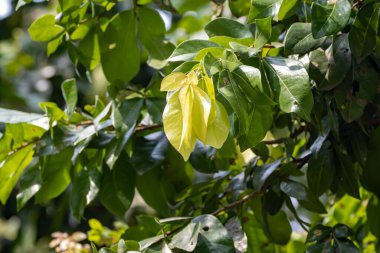 Güneydoğu Asya ve Avustralya 'da tropik bir mangrov ormanı türü olan Cynometra ramiflora ağacının yaprakları. 